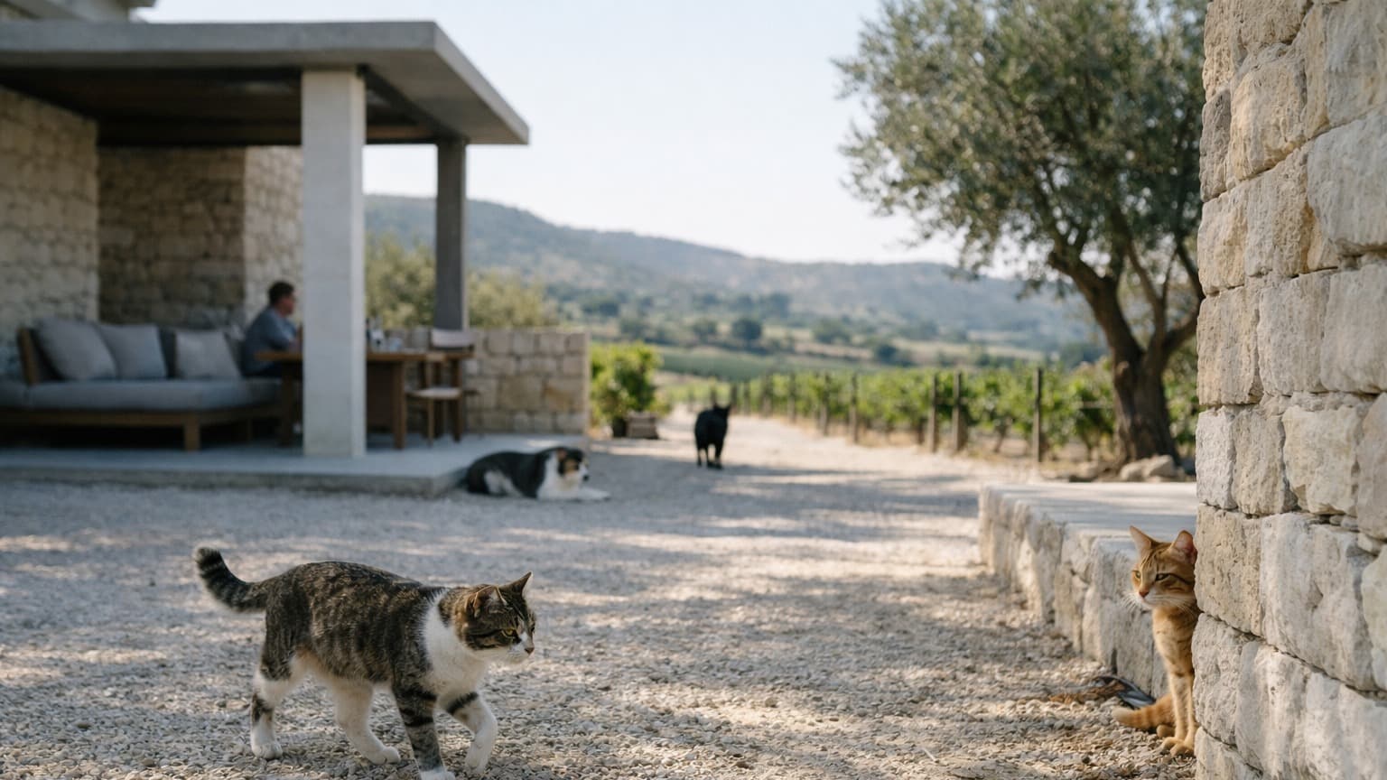 Taking Over a Dying Business for the Cats