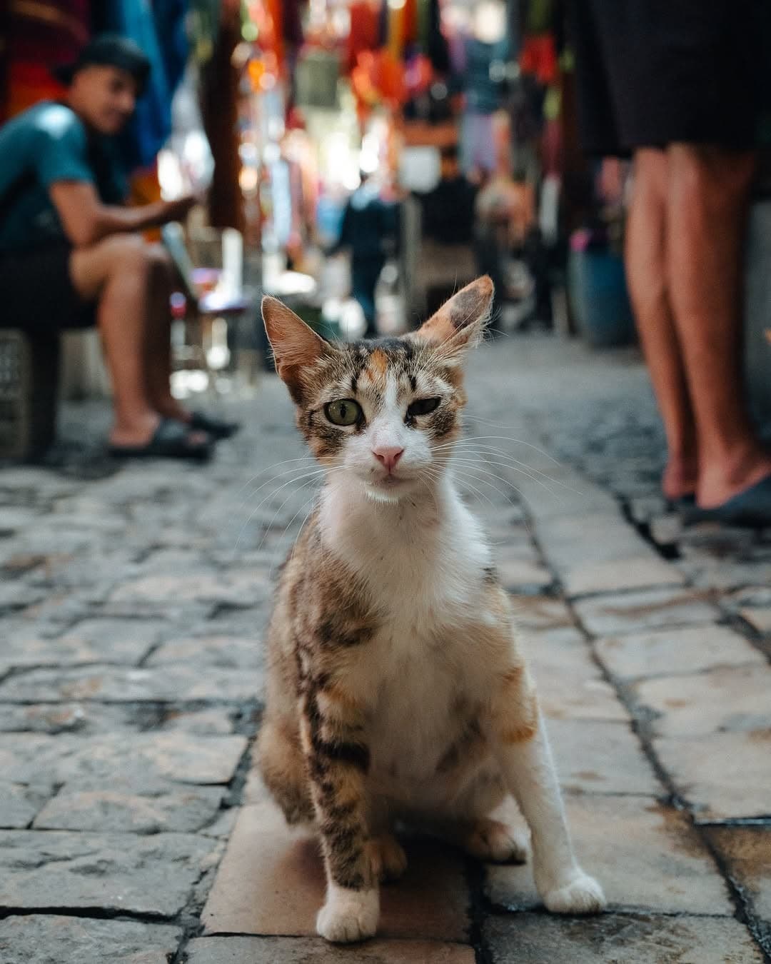 The Stray Cat Crisis in Cyprus: What Is Happening and What You Can Do