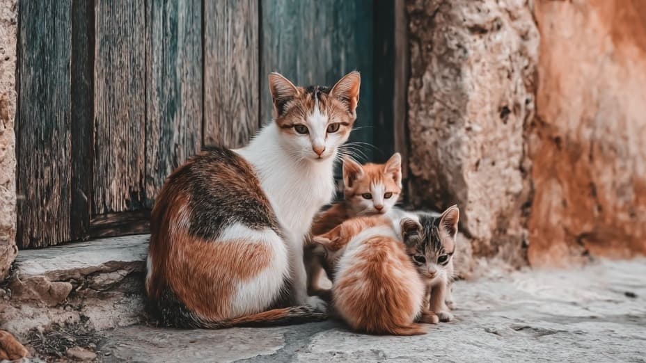 Why Cyprus has so many stray cats — and what you can do